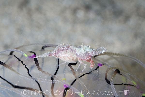 クラゲモエビ　メス