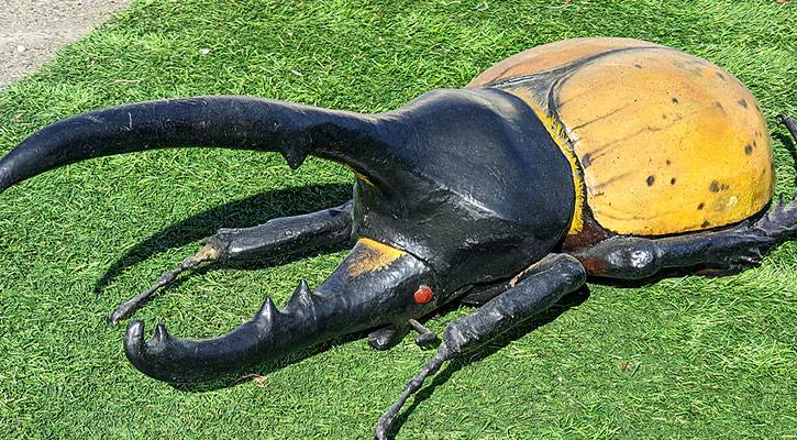 カブトムシ