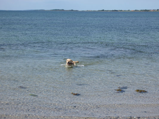 Sil in het water