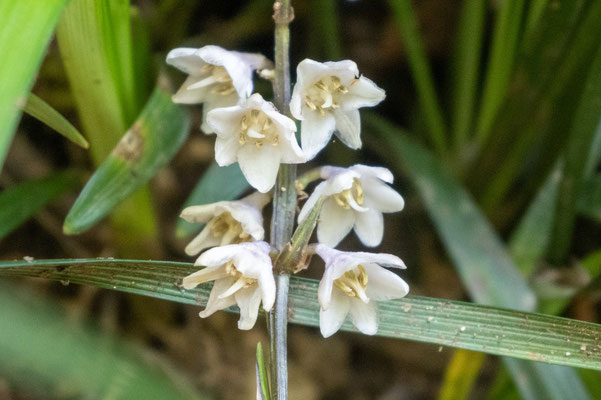 大葉蛇ノ鬚の花