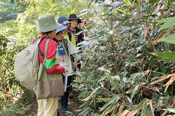 富士道でアオキの実と枝を観察