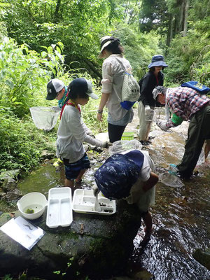 水生生物観察01