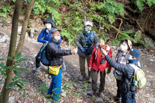 自然観察：ヒサカキに実がついています