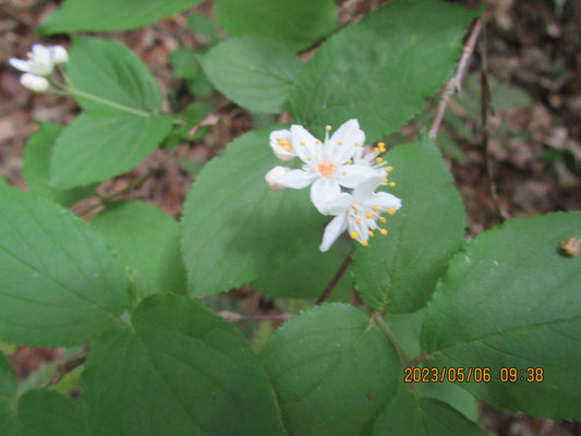 初夏の花３：観察した白い花マルバウツギ