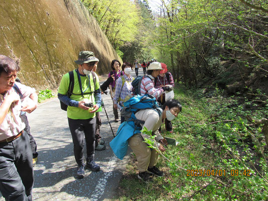 自然観察：コクサギの雄花と雌花の違いを観察しています