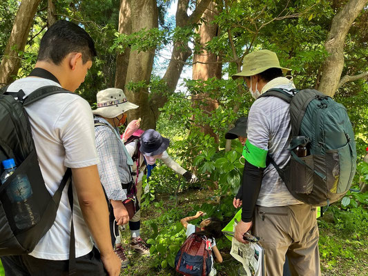 自然観察：下から見ると奇麗な花を観察します