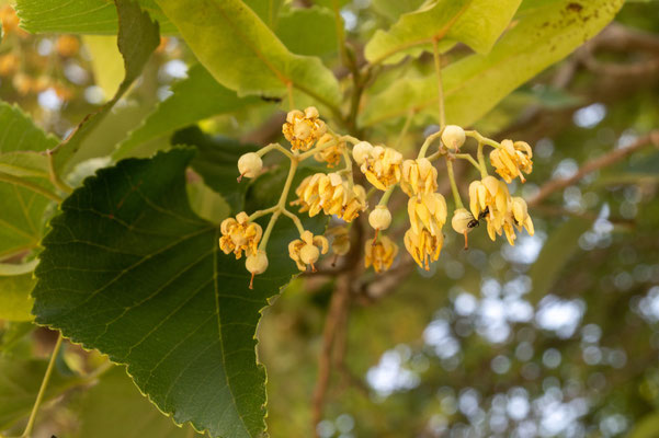 ボダイジュの花：一部花が終わって丸い実がついています