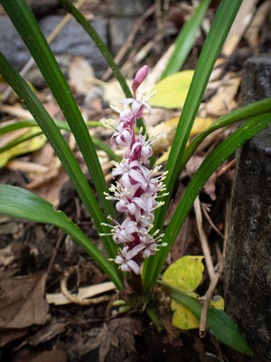 観察した自然①：名前が目出度いキチジョウソウの花