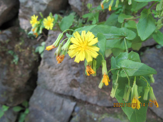 ヤクシソウ：鮮やかな黄色い菊です