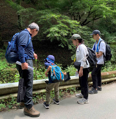 ウバユリを観察