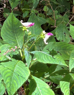 秋の花その１：不思議な格好の花は逆立ちしている「ツリフネソウ」（参加者近江様提供）