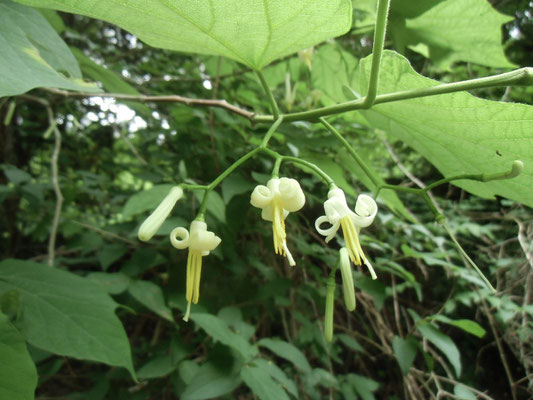 花弁が巻き上がるウリノキの花