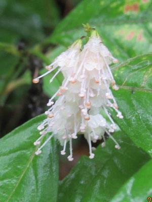 シモバシラの花：雄蕊がつき出してブラシのようです〔下見時〕