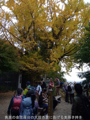 紅葉その⑥：金毘羅台の大銀杏