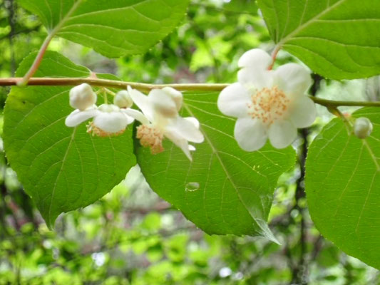 マタタビの花