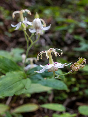 秋の花：雄蕊と雌蕊が噴水形のヤマホトトギス