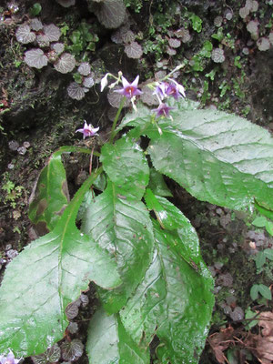 イワタバコ：岩場に生える「タバコ」の葉っぱに似た植物なので「岩煙草」