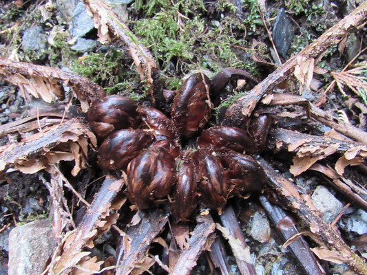 春の兆し2：イノデの新芽が押し競饅頭