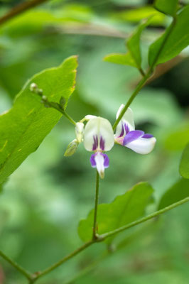 キハギの花