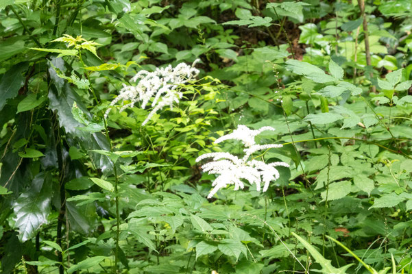 アカショウマの花