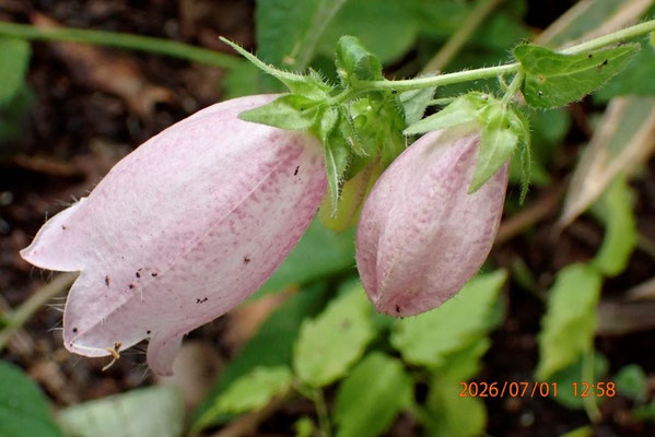 観察した自然⑩：蛍が花の中に潜り込むと幻想的な？ホタルブクロ