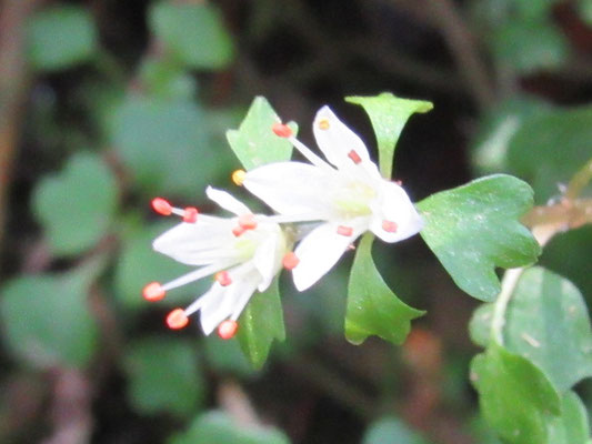 雄蕊の赤い葯が残ったハナネコノメ