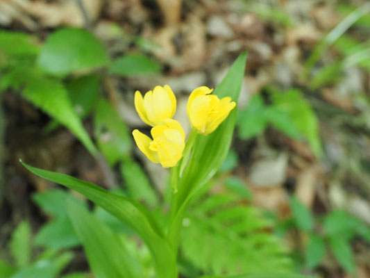 初夏の花：キンランが登山道入り口でお出迎え