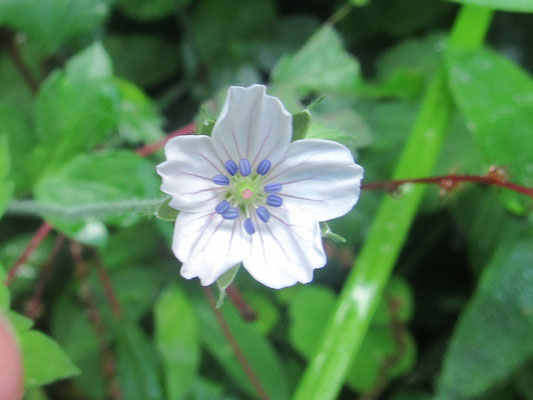 秋の花5：ゲンノショウコ（雄蕊の葯が青くてきれいです）