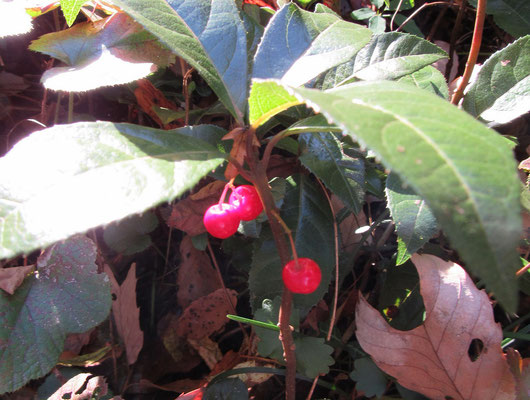 赤い実：お正月の縁起物「ヤブコウジ」