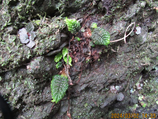 探した春２：イワタバコの小さなシワシワの葉っぱです