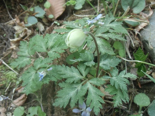 葉っぱがコナラの花粉だらけの一輪草蕾