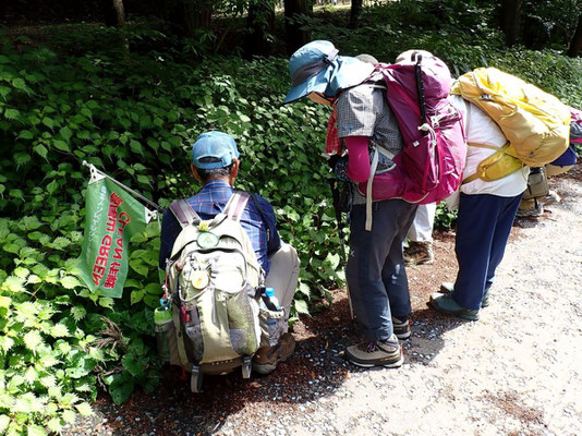 自然観察②：ドクダミの花は中央部の黄色い部分です