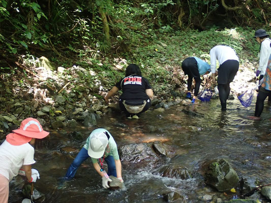 水生生物探し