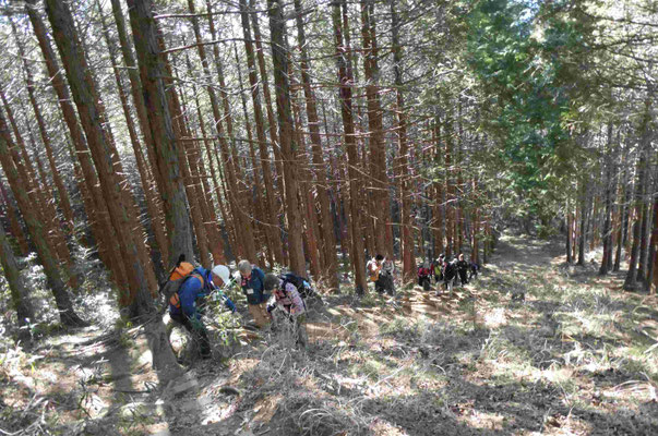 冬芽を見ながら小仏城山に登る