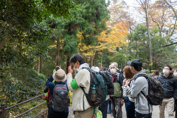 自然観察：青い実が割れて種が飛び出します