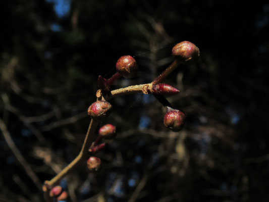 冬芽：丸い花芽と小さい葉芽（アブラチャン）