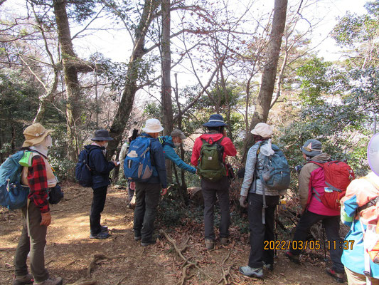 観察：イヌブナはひこばえがあって冬芽が観察しやすいです