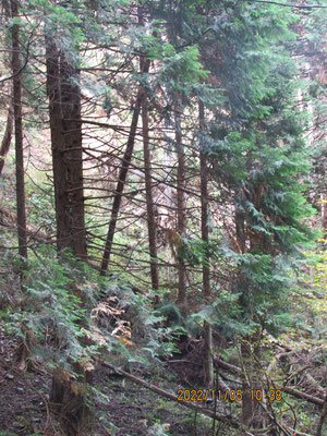 秋の景色その③：枝打ち間伐の手入れがされていない人工林です