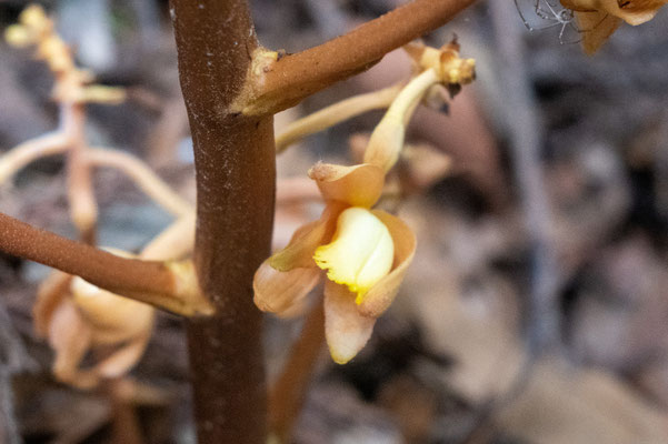 ツチアケビの花：蘭の仲間です