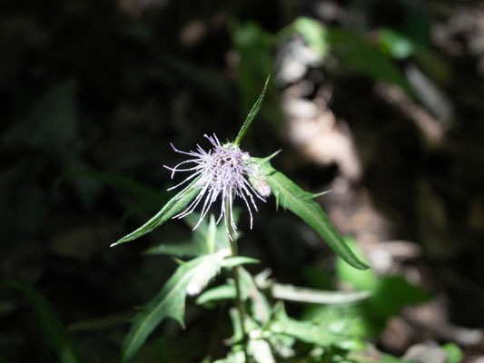 秋の花：蝶がよく留まるアズマヤマアザミ