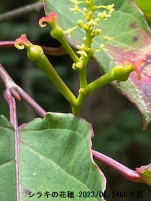 シラキの花穂：赤い雌花黄色い雄花