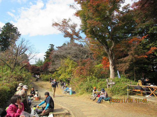 秋の景色その④：もみじ台の紅葉（シラキとカエデ）