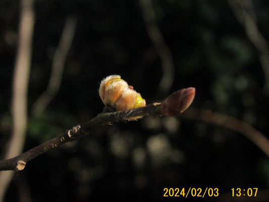 膨らみだした冬芽：春一番で咲くダンコウバイの花芽