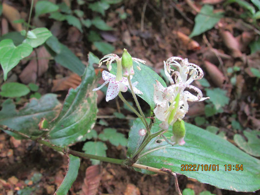 ヤマホトトギス：反り返った3枚の花弁と雄蕊、雌蕊がユニークな形です