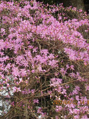 ミツバツツジ：鮮やかなピンク色の花で目立ちます