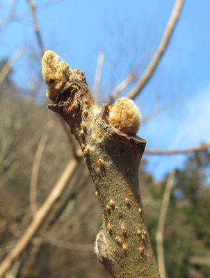 ふかふかの冬芽：ヌルデの冬芽は毛皮を纏っています