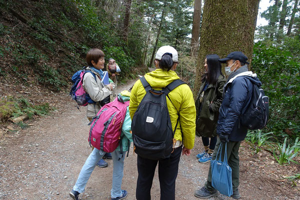 高尾山にこんなに植物が多いのはなんでだろう