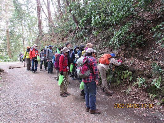 観察：沢山のスミレが咲いています