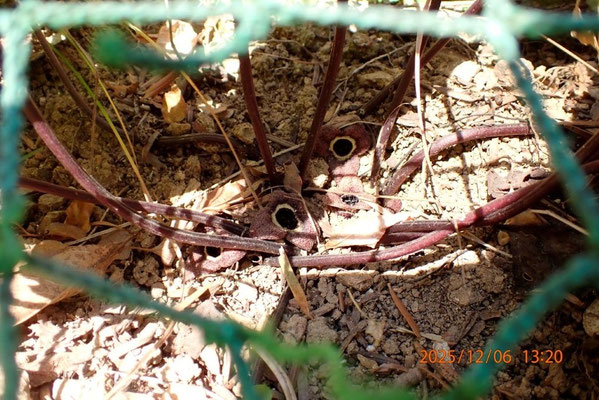自然観察③：地面に埋もれて咲くカンアオイの花