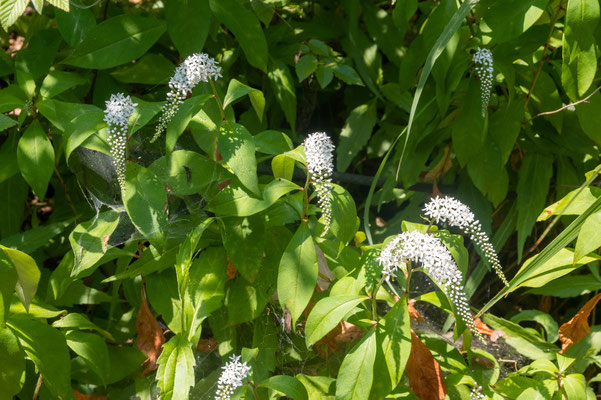 オカトラノオの花：同じ方向に傾げて咲きます